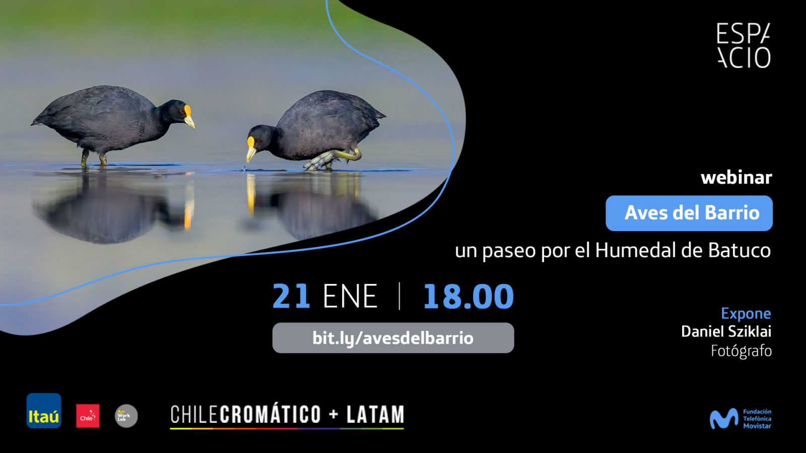 Charla online: Aves del barrio, un paseo por el Humedal de Batuco
