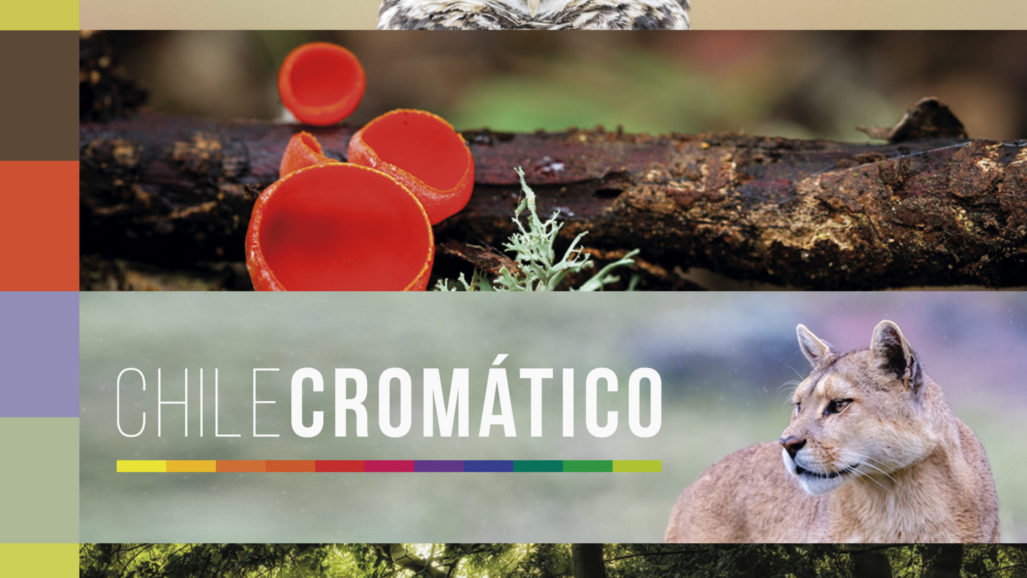 CHILE CROMÁTICO: UNA INVITACIÓN A CONOCER LOS COLORES QUE VISTEN NUESTRO PAÍS